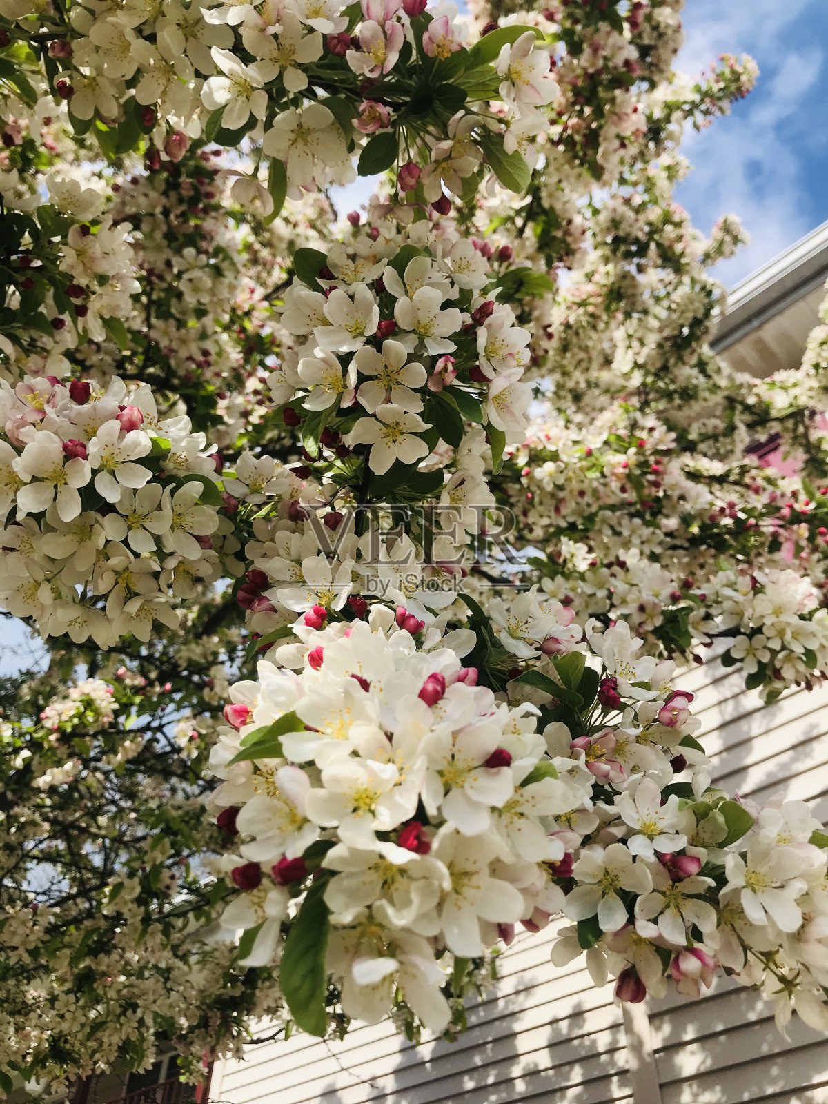 盛开的幸福照片摄影图片