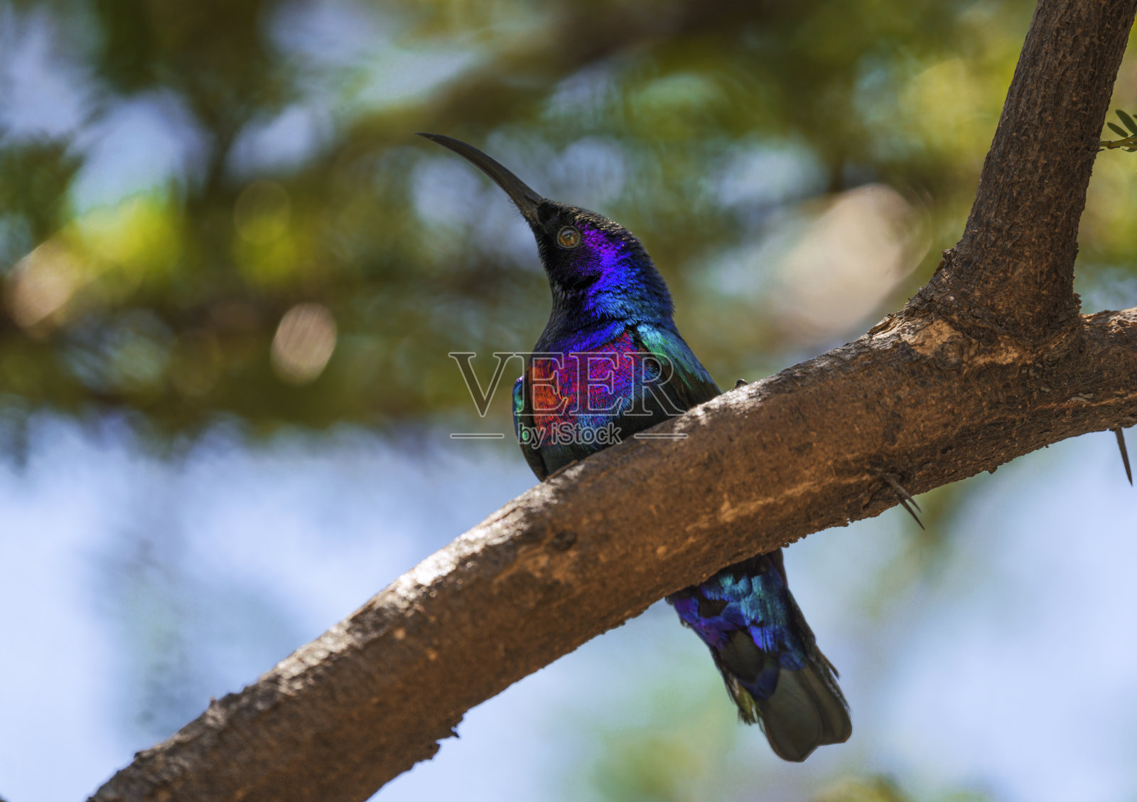 美丽的太阳鸟栖息在树枝上照片摄影图片