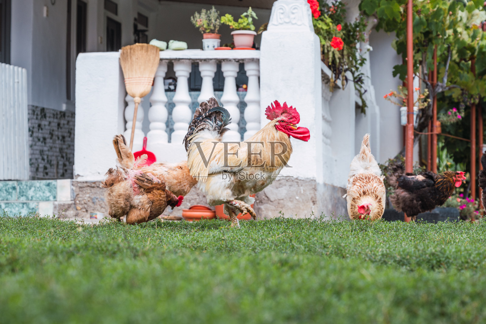 乡村房子花园里的母鸡照片摄影图片
