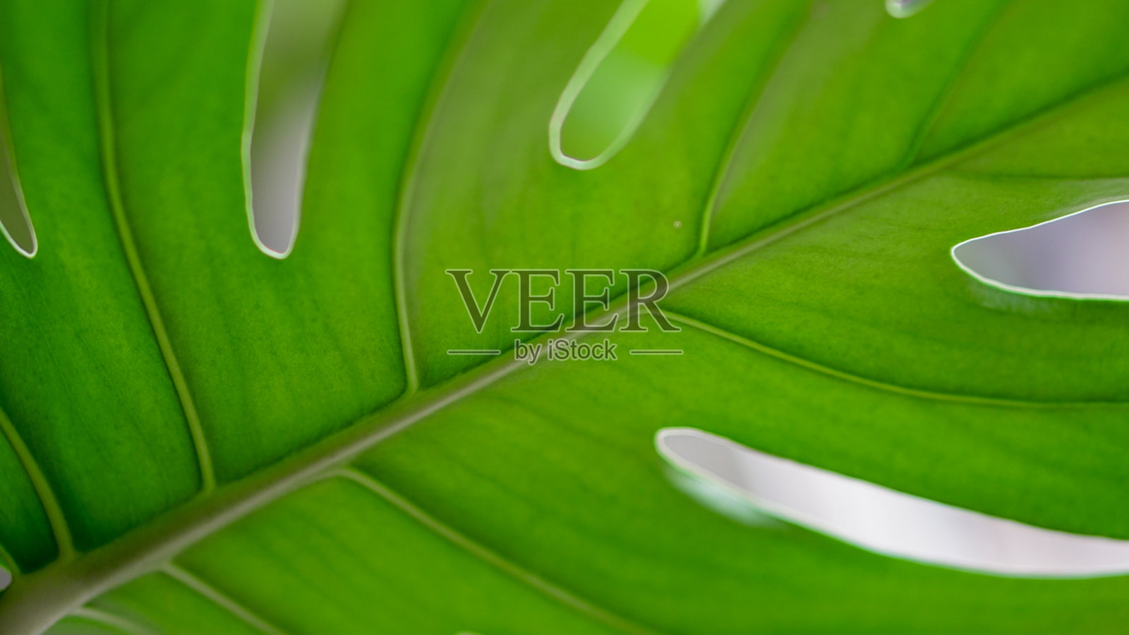 大绿叶作背景照片摄影图片