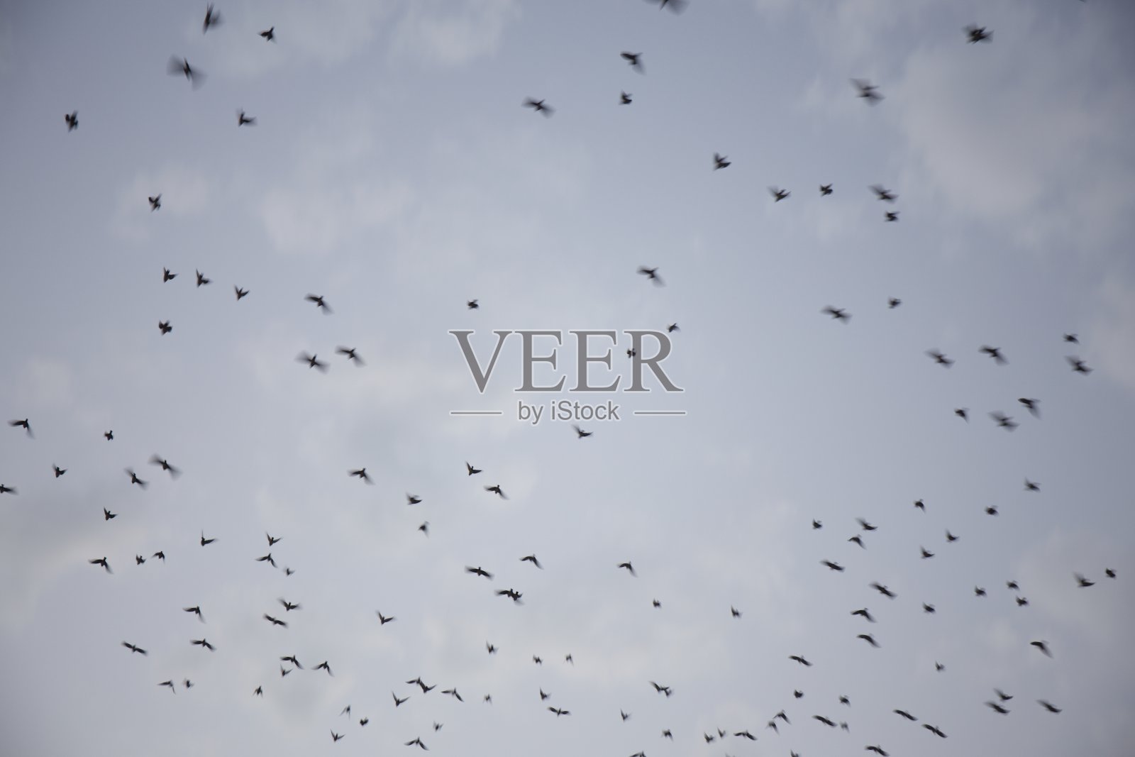 蓝天中飞翔的小鸟照片摄影图片