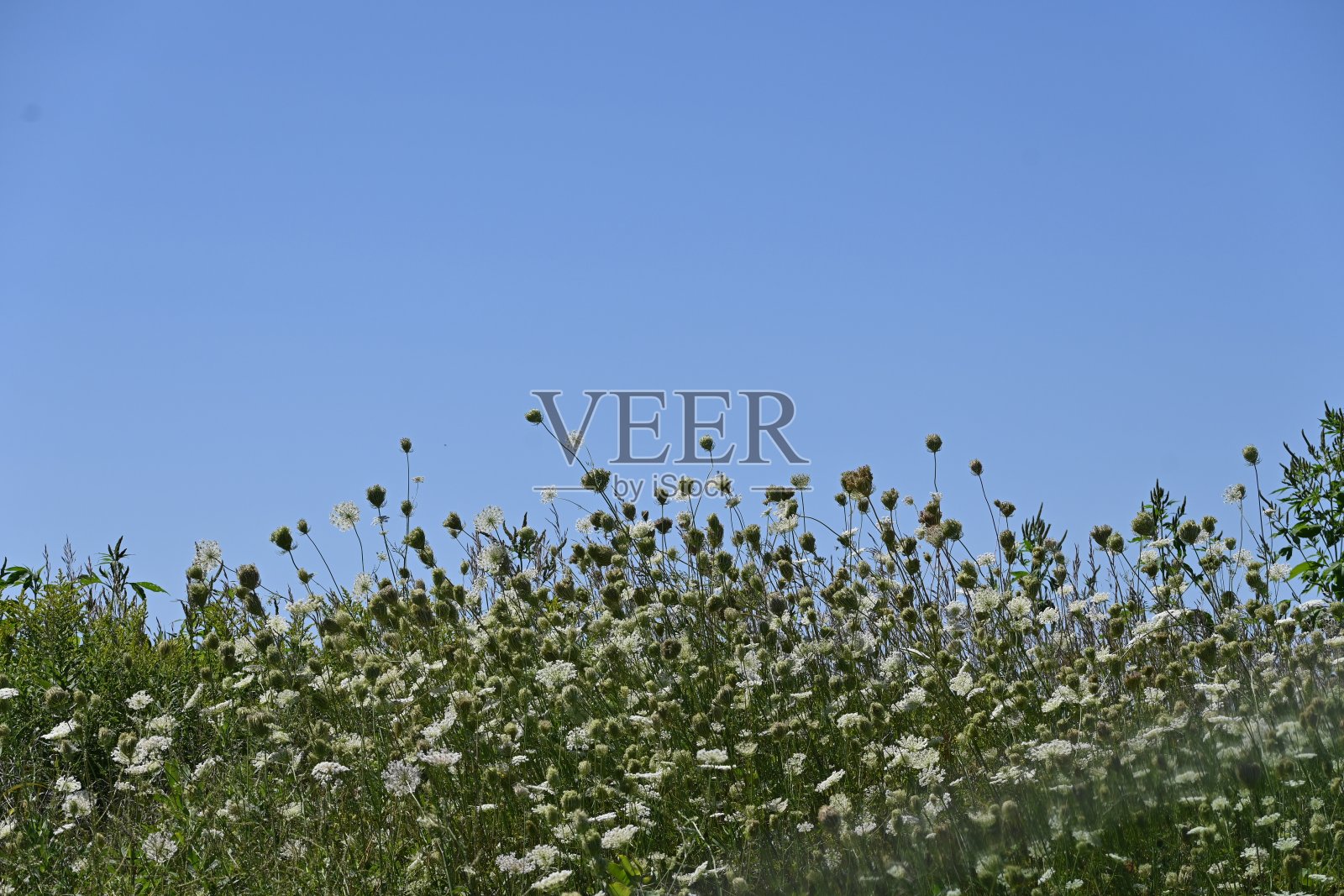 自然背景照片摄影图片