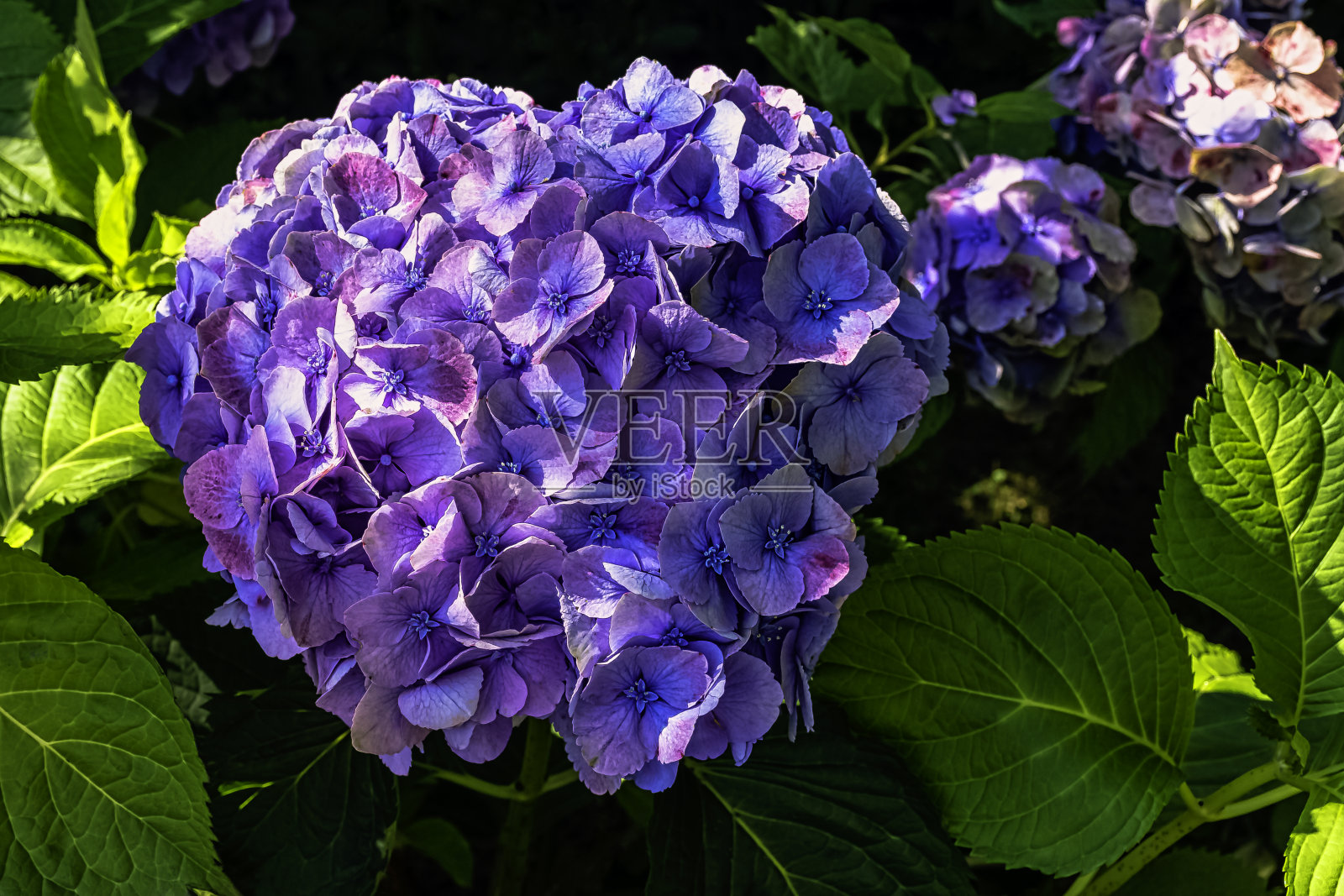 绣球被称为大叶绣球，法国或拖把头绣球，便士mac和hortensia照片摄影图片