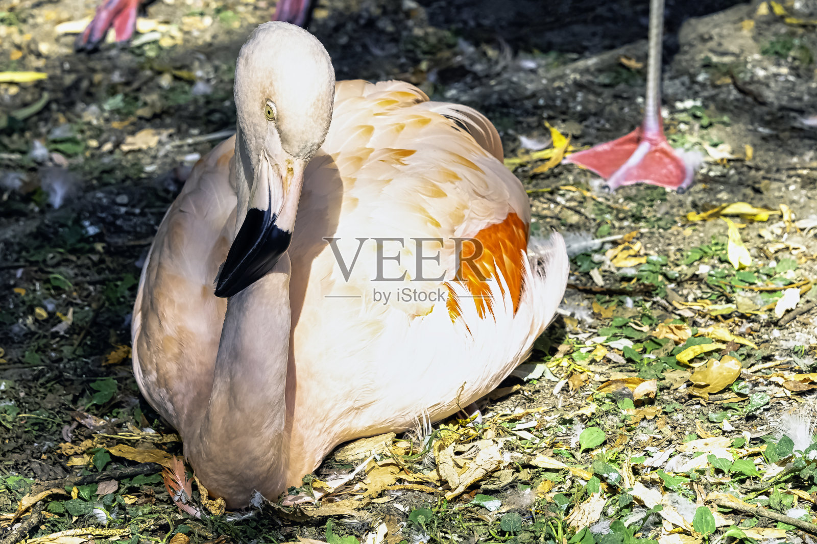 大火烈鸟(腓凤蝶)是西班牙火烈鸟家族中分布最广和最大的物种照片摄影图片