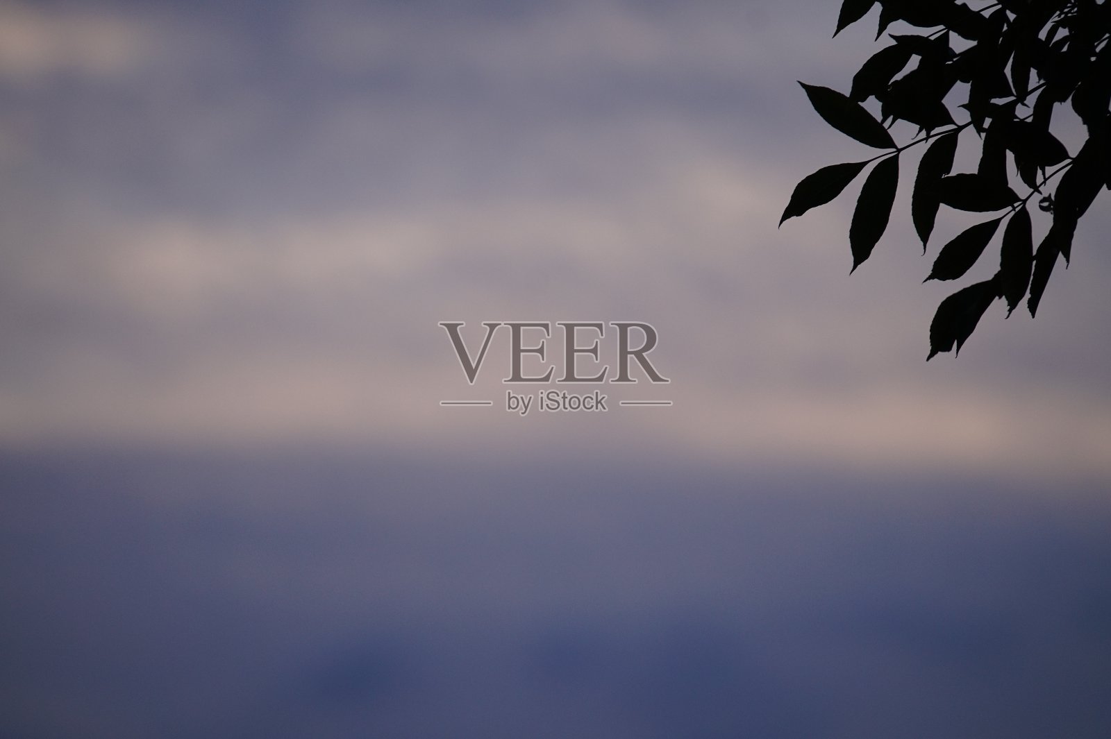 傍晚，树上的叶子悬在天空上照片摄影图片