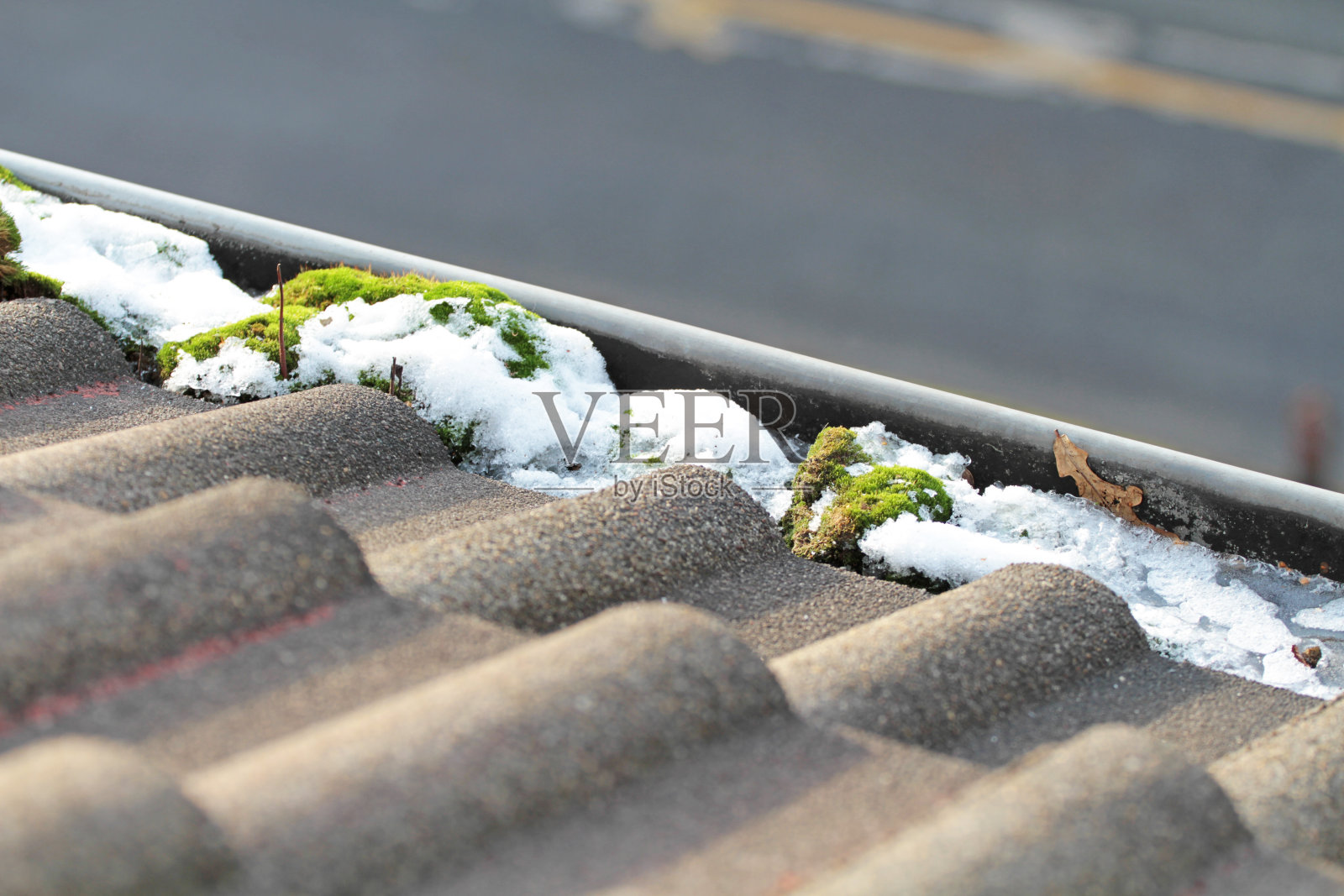 雪覆盖的植物特写镜头照片摄影图片
