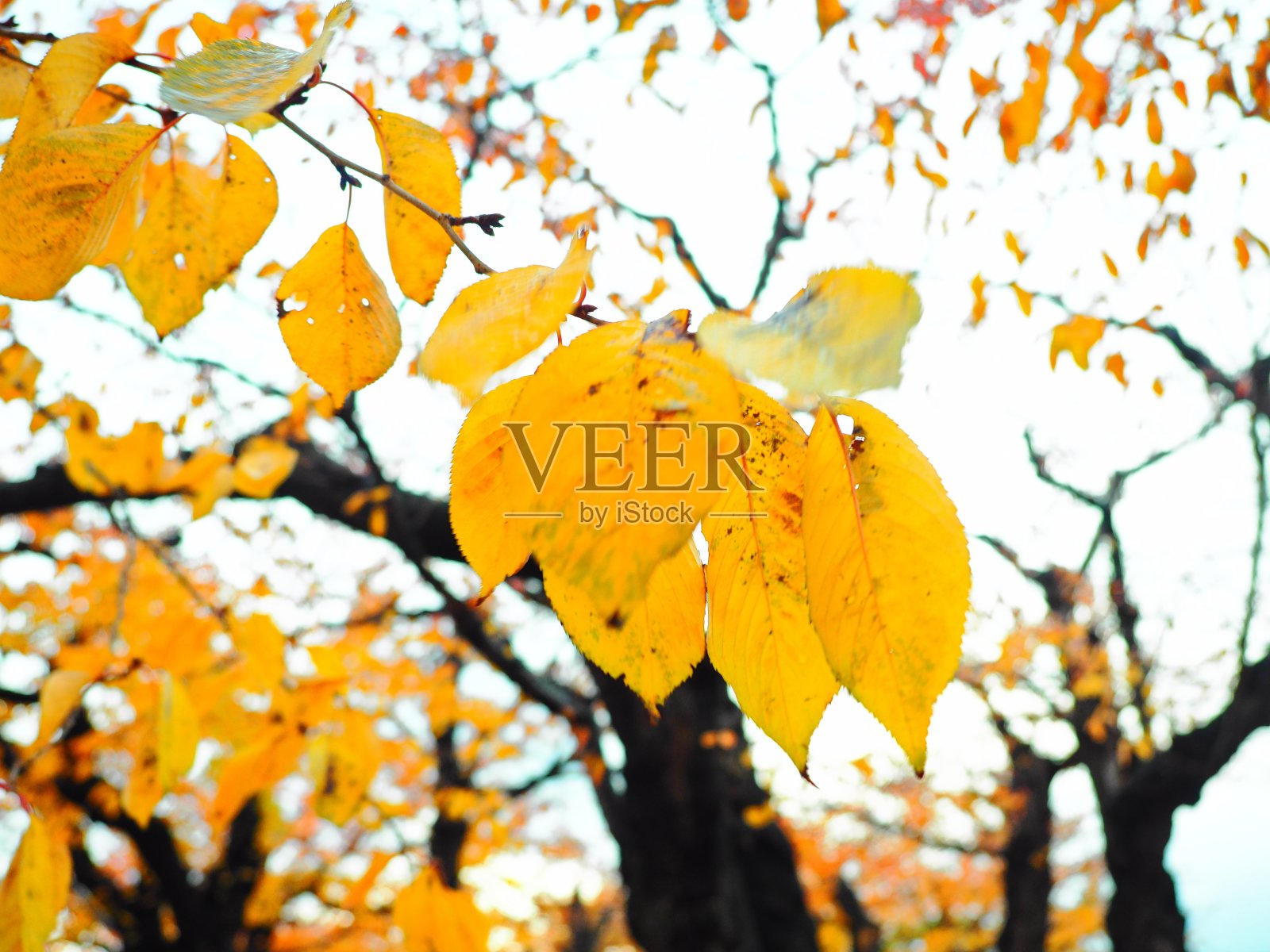 五街公园的秋叶照片摄影图片