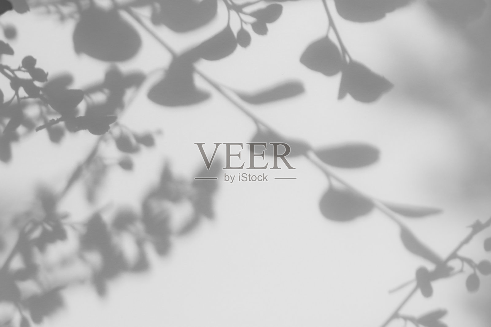 白色墙壁上树叶的灰色影子照片摄影图片