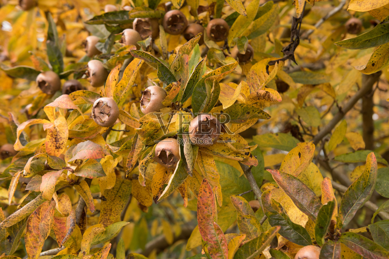 英国德文郡乡下乡下的一种枸杞树(德国枸杞“Westerveld”)的亮黄色秋叶和棕色果实照片摄影图片
