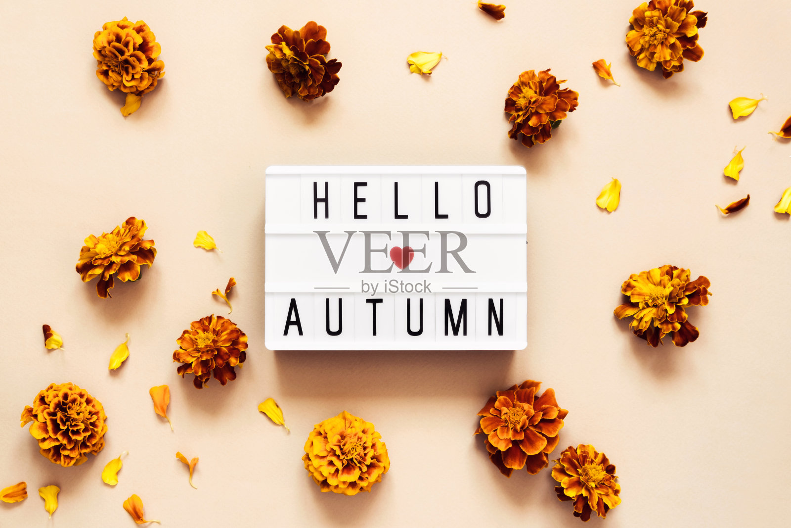 与你好秋天文字与金色金盏花粉彩背景灯箱照片摄影图片