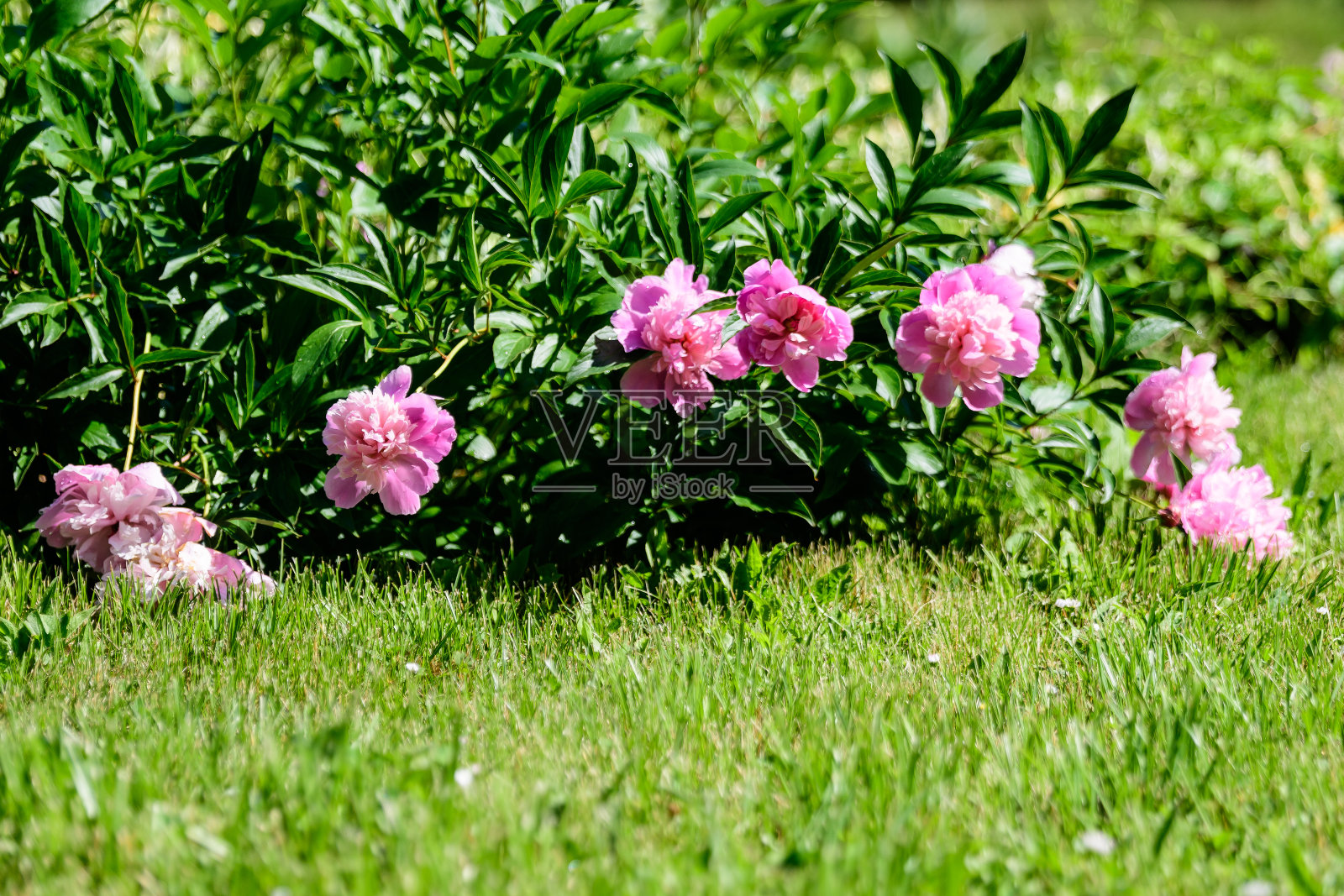 在一个阳光明媚的春日，在一个英国村舍风格的花园里，灌木与许多大的精致生动的粉红色牡丹花，美丽的户外花卉背景与选择焦点拍摄照片摄影图片