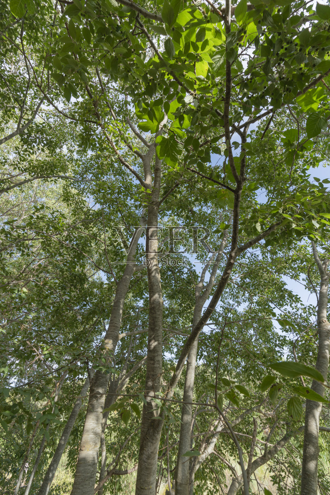 树梢在杨树林照片摄影图片