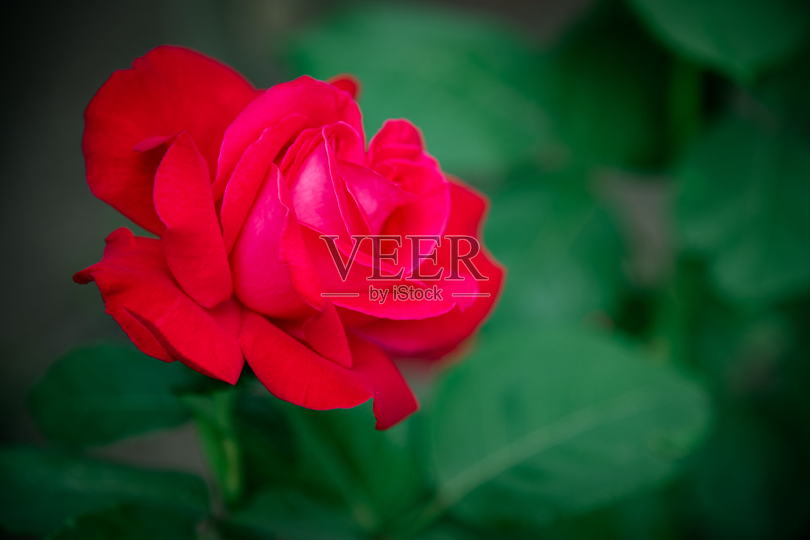 美丽的粉红色玫瑰在花园里盛开。照片摄影图片