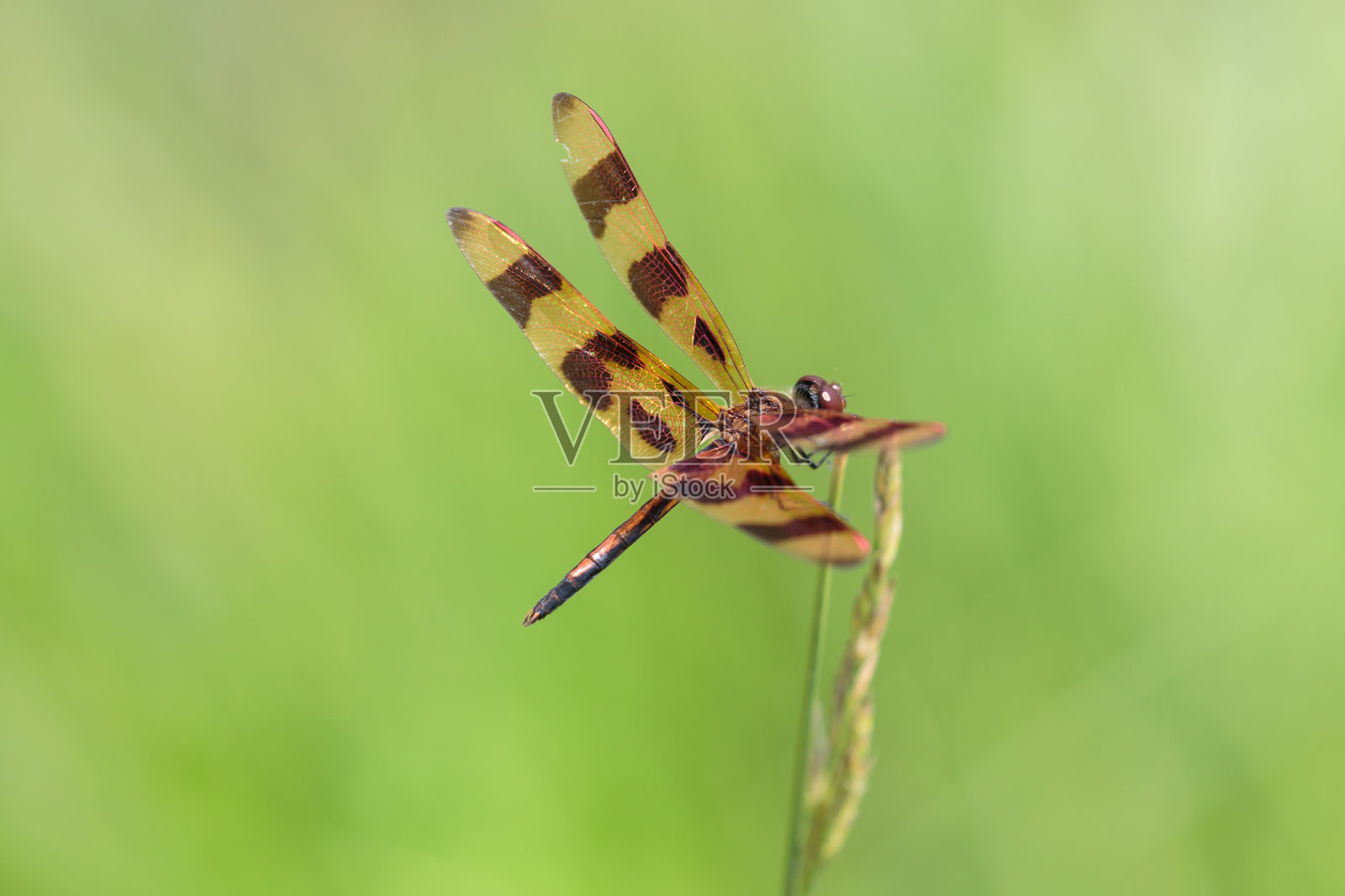 万圣节彭南特蜻蜓照片摄影图片
