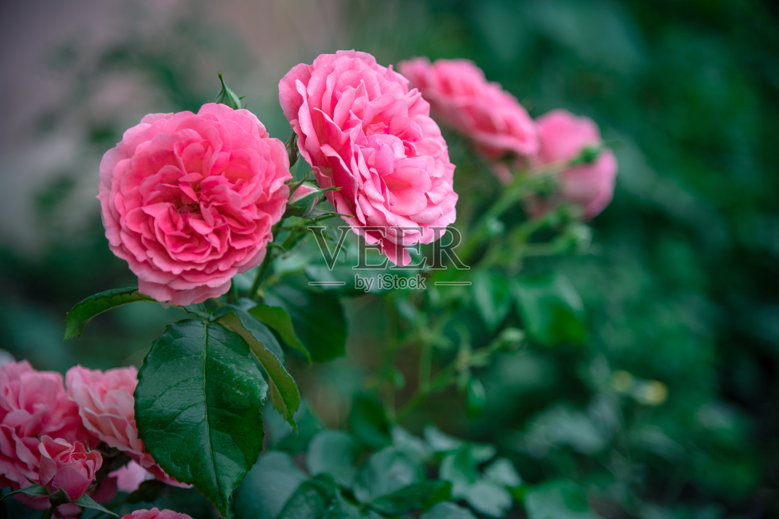 美丽的粉红色玫瑰在花园里盛开。照片摄影图片