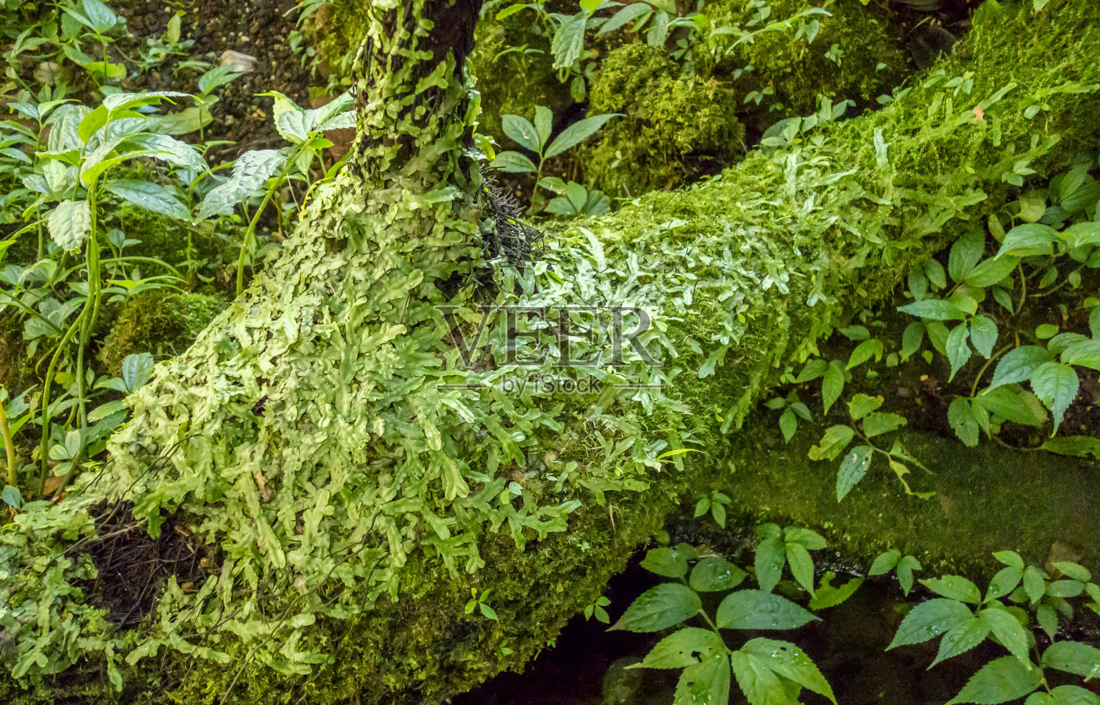 繁茂的植被照片摄影图片
