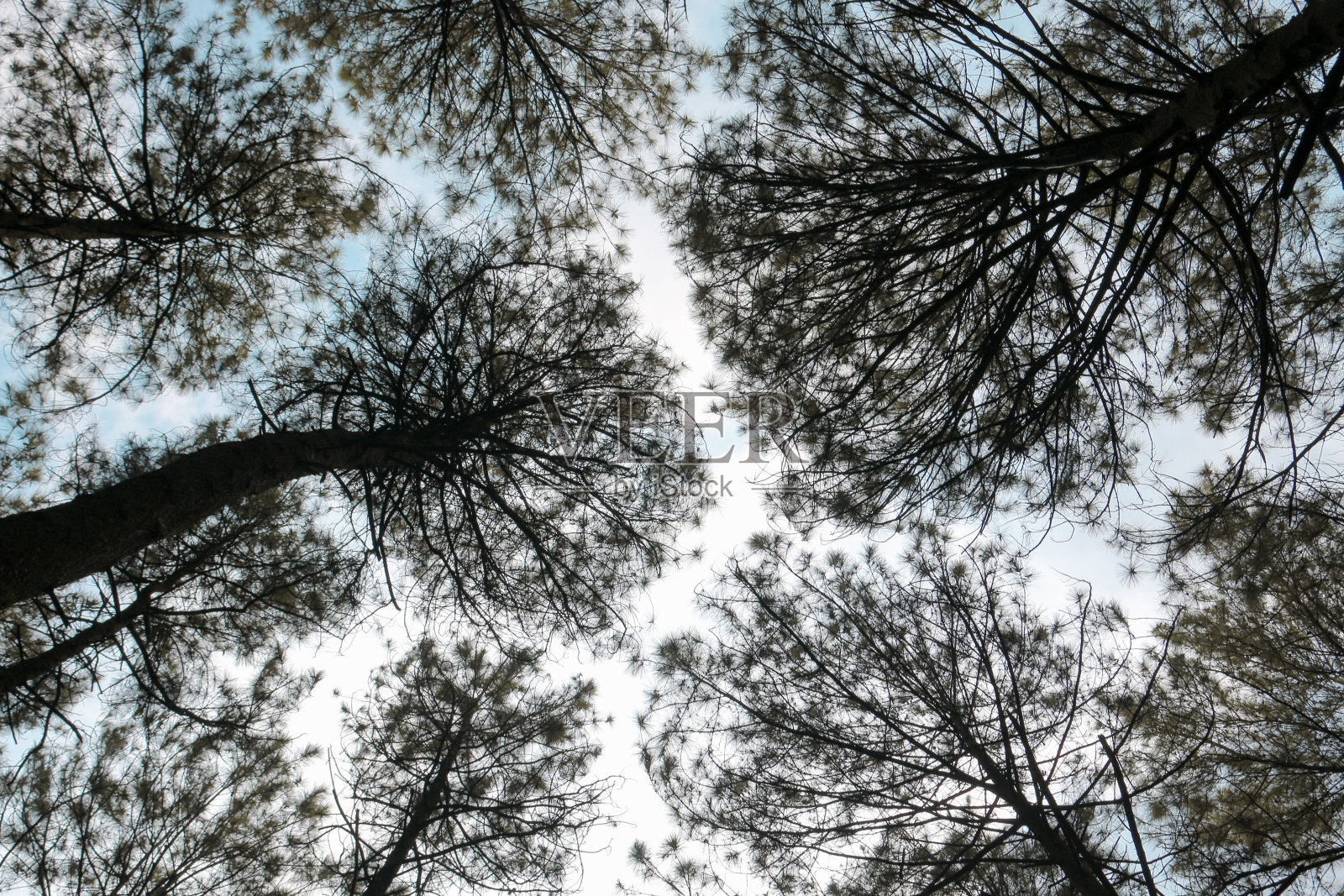 底部视图的松树森林景色与蓝天背景和阳光。照片摄影图片