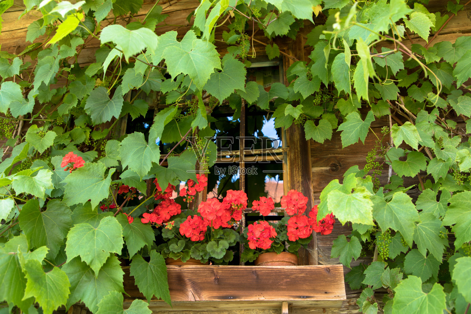 典型的红色天竺葵花在传统的阿尔卑斯木屋的窗户上。照片摄影图片