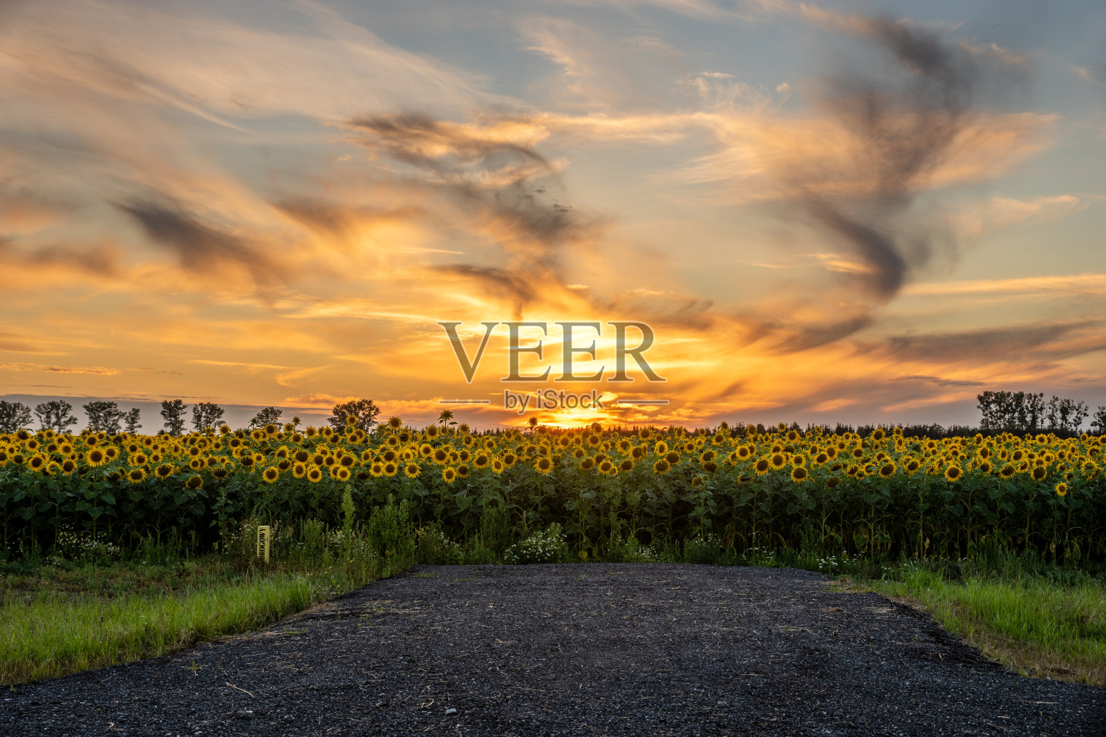 向日葵地里的柏油路尽头。图像可以用作3d渲染的回置照片摄影图片