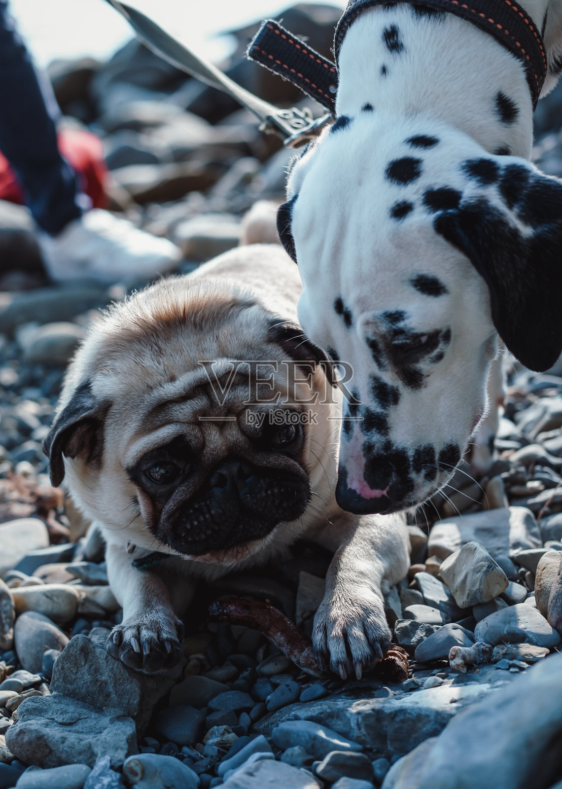 两只狗哈巴狗和达尔马提亚狗是朋友，在大自然中很放松。照片摄影图片