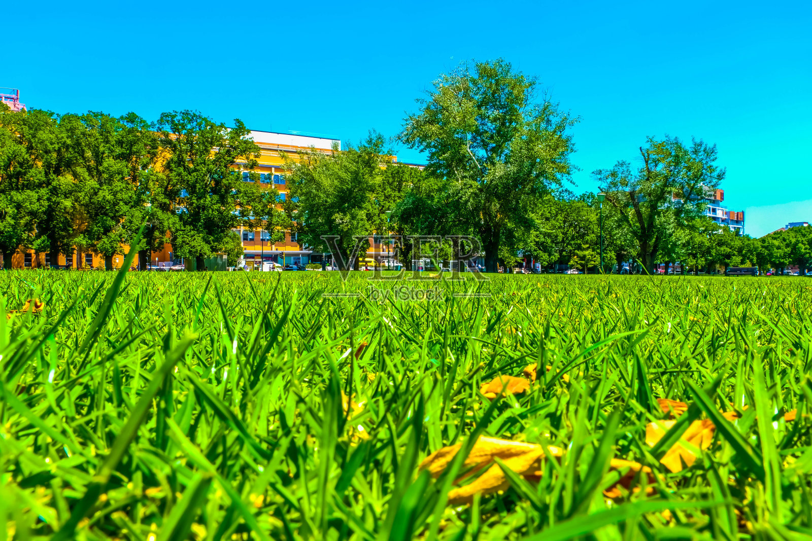 从地面看，草地照片摄影图片