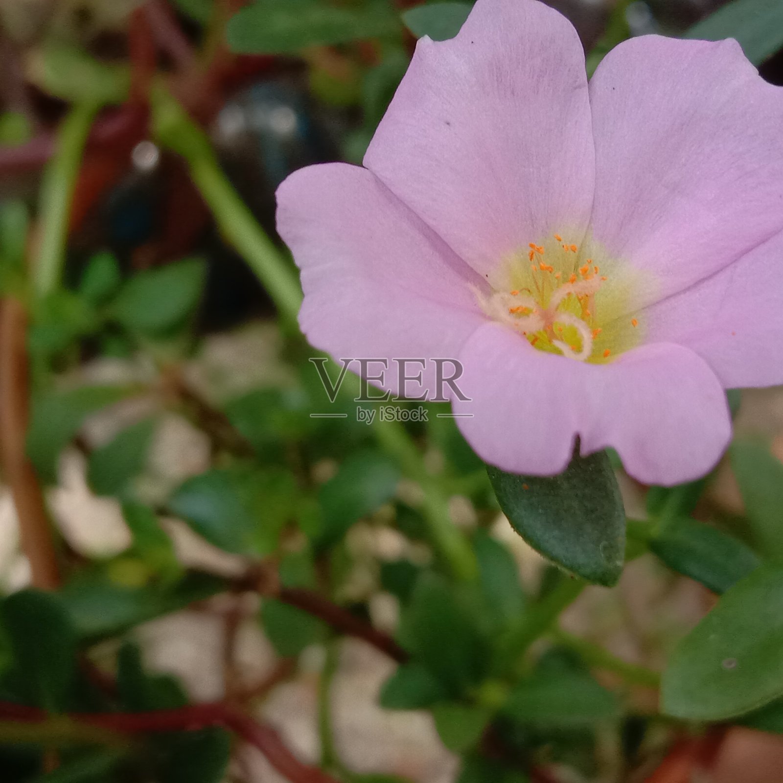 紫色的花照片摄影图片