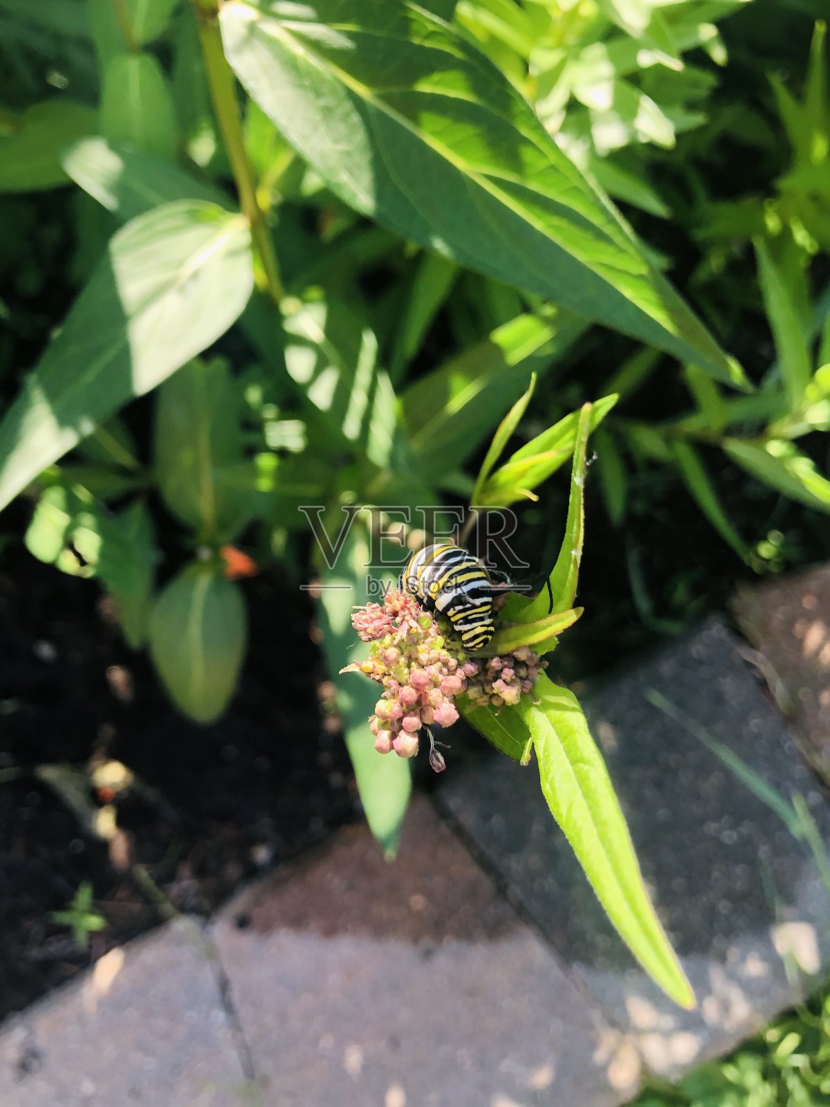 黑脉金斑蝶正在咀嚼马利筋植物照片摄影图片