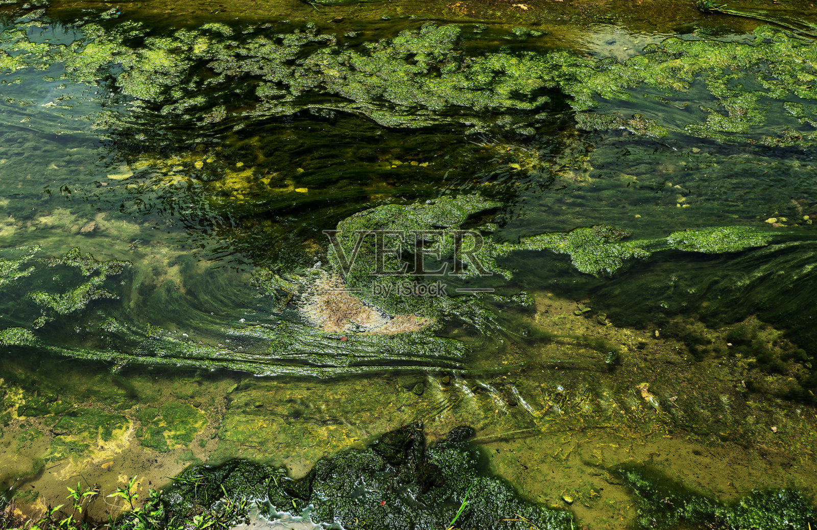 运河浅水表面的绿茵照片摄影图片