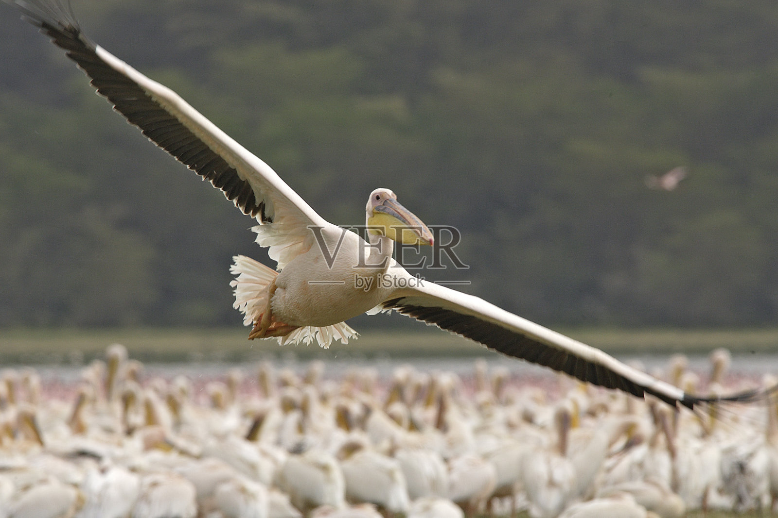 鹈鹕照片摄影图片
