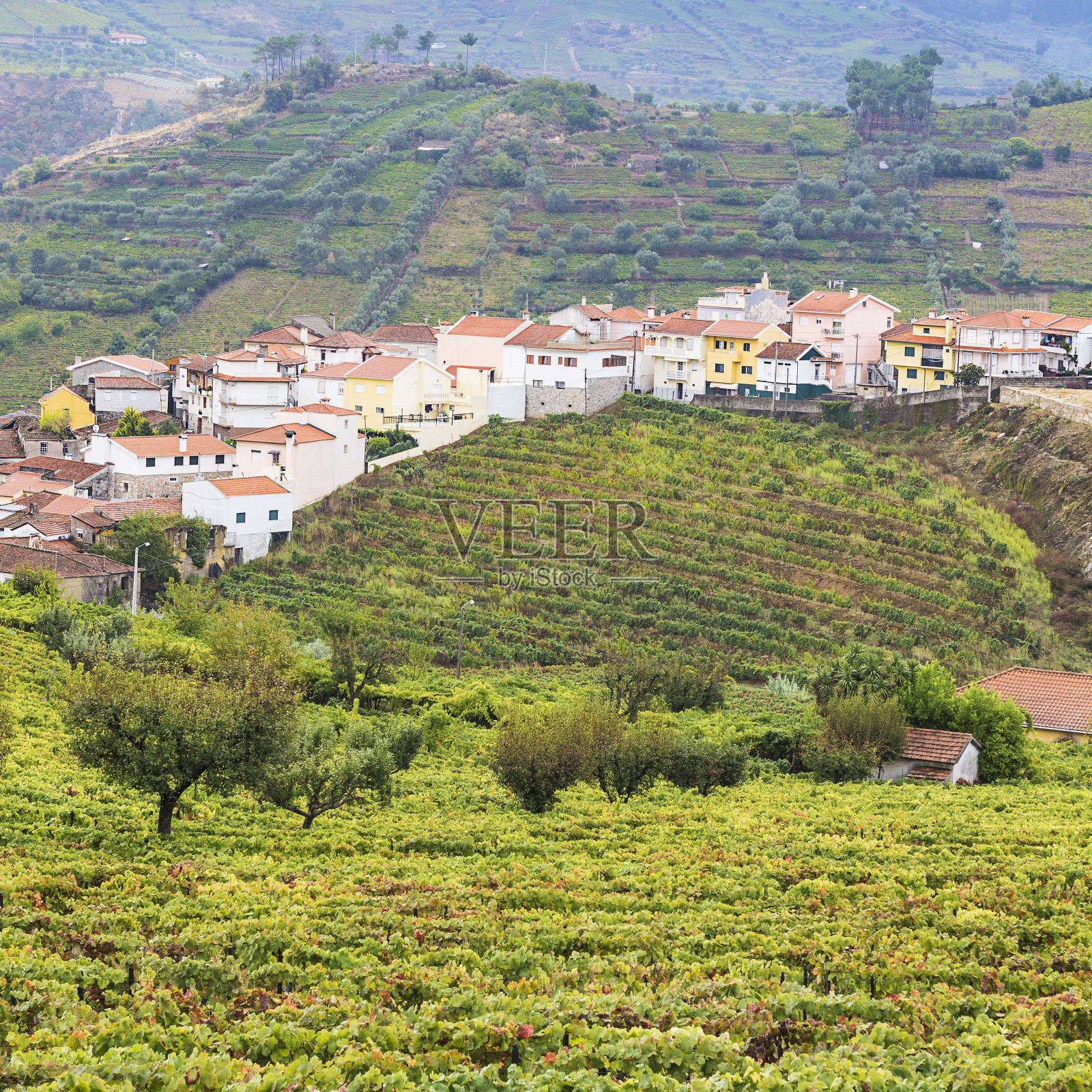 葡萄园在葡萄牙照片摄影图片