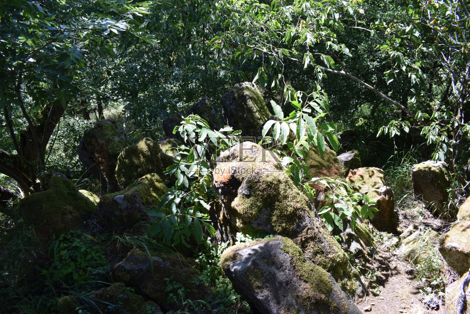 苔藓覆盖的废墟遗迹照片摄影图片