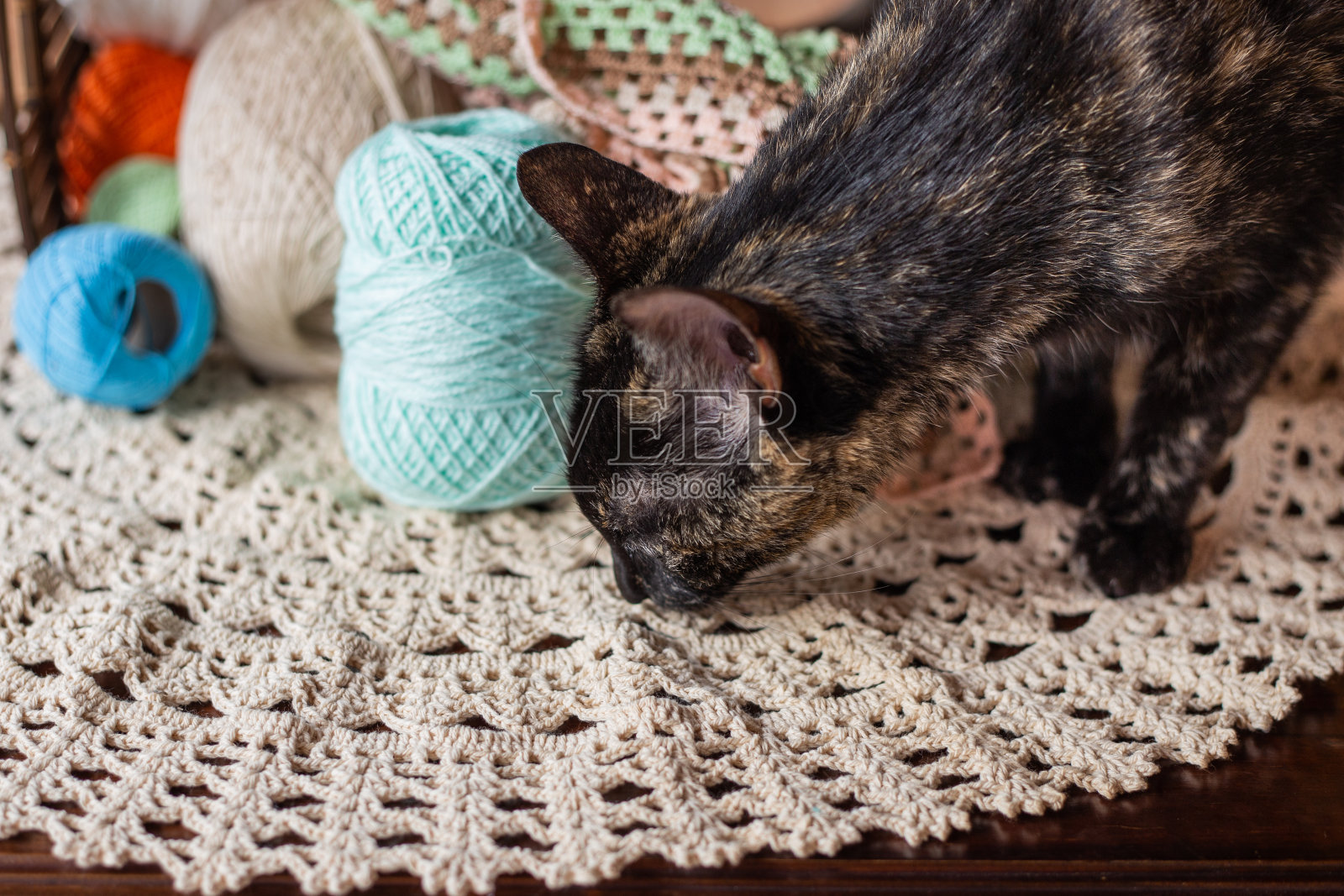 猫。照片摄影图片