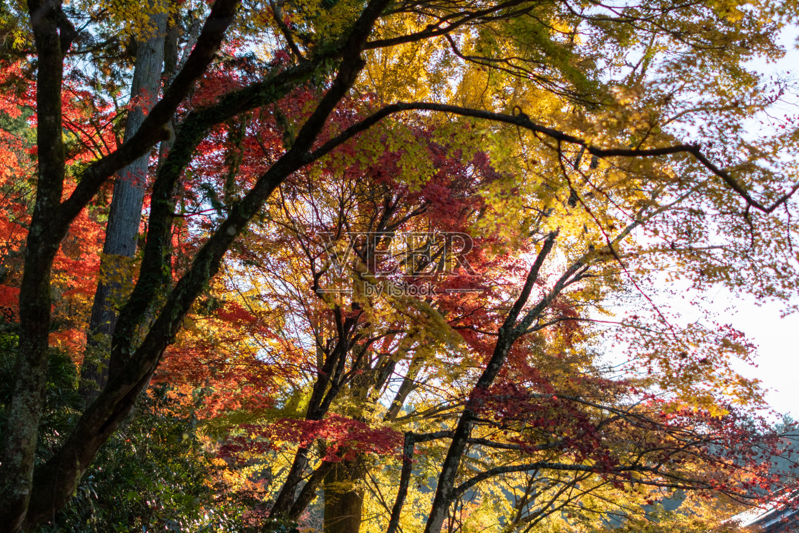 秋天的落叶照片摄影图片