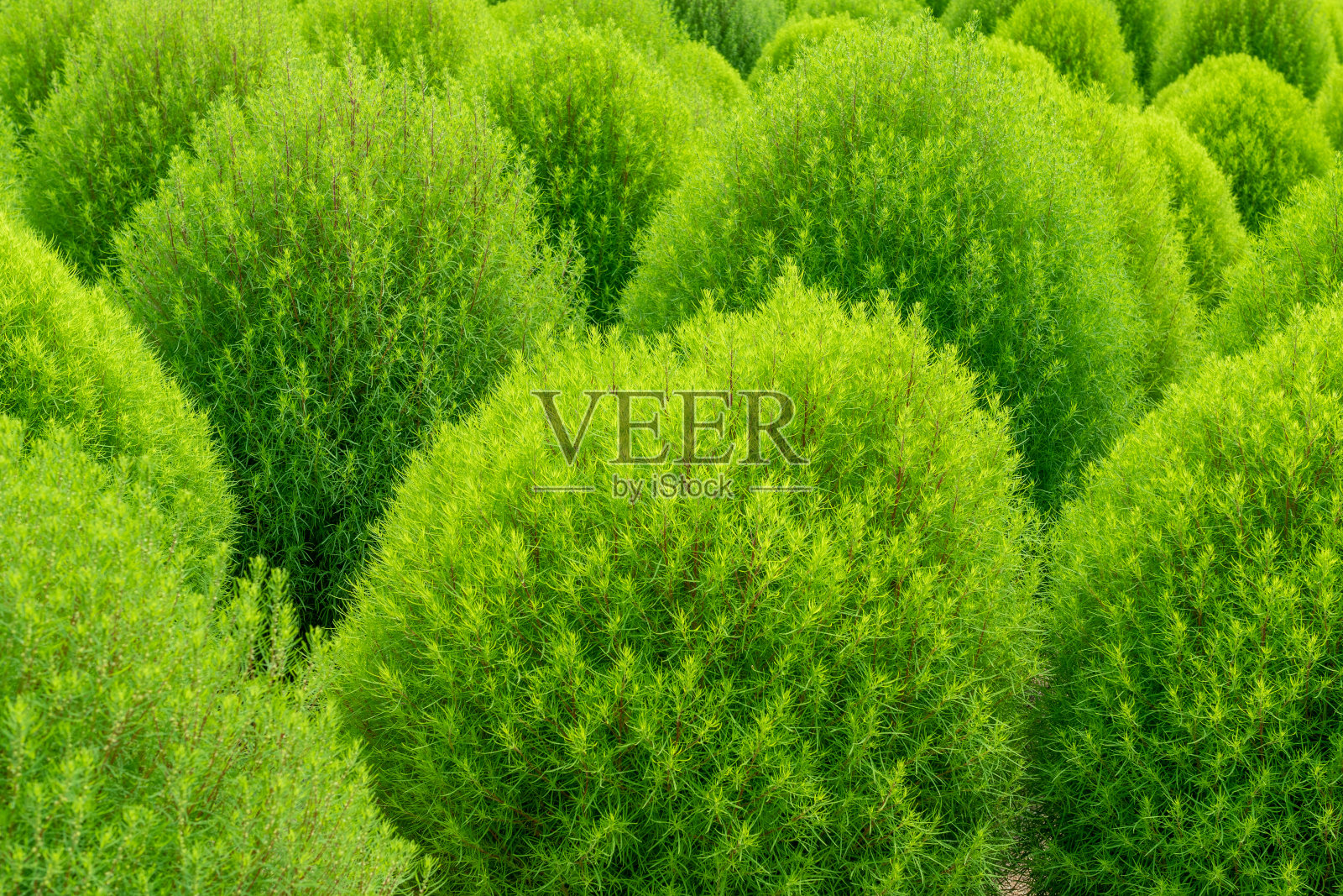 现场新鲜绿色植物的全帧拍摄照片摄影图片