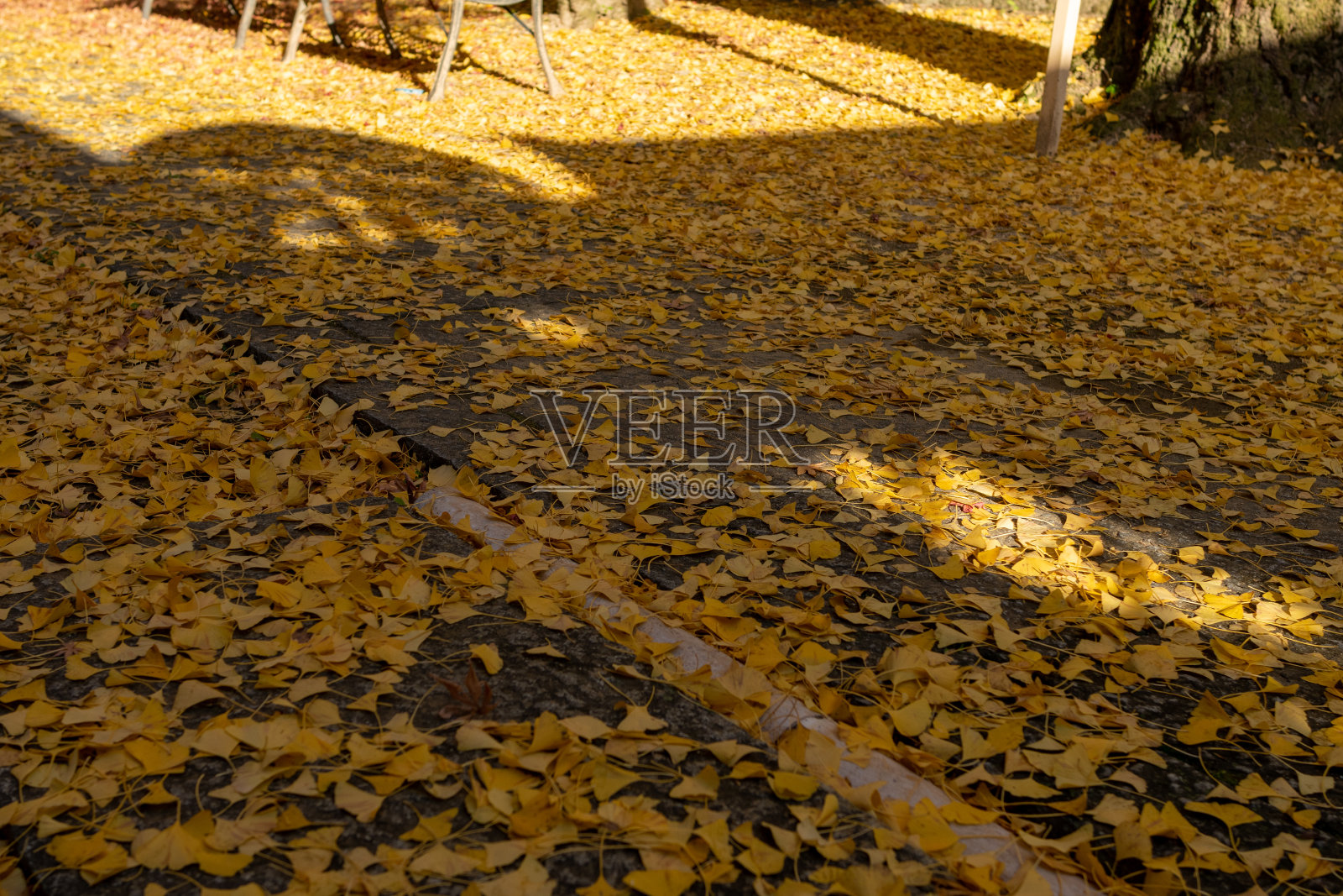 秋天的落叶照片摄影图片