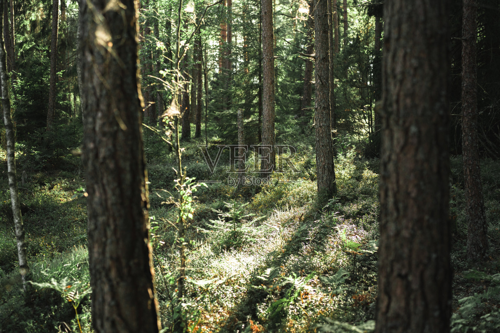 夏季斯堪的纳维亚森林照片摄影图片