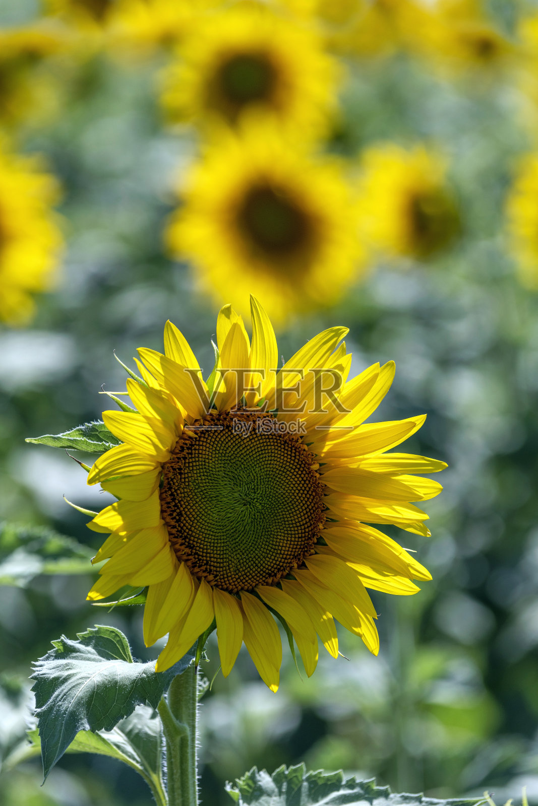 特写向日葵照片摄影图片