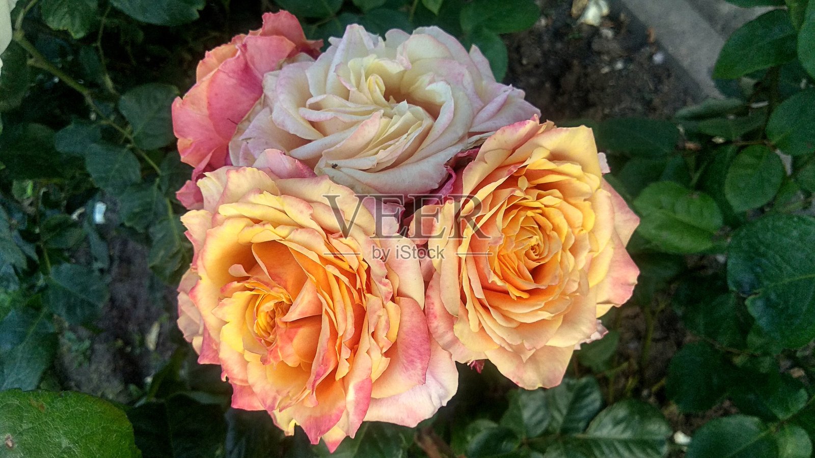 一簇美丽的黄粉色变色龙双色玫瑰&淡黄浅粉色玫瑰映衬着光泽的墨绿色叶子。照片摄影图片