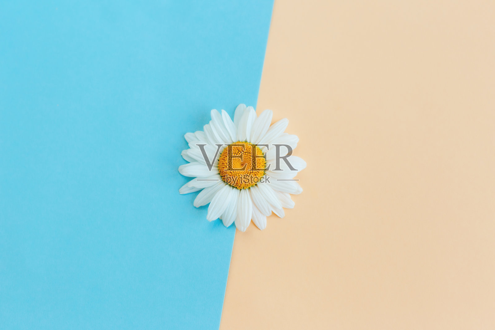 美丽的白色雏菊花在浅蓝色和桃色背景。夏日贺卡。照片摄影图片