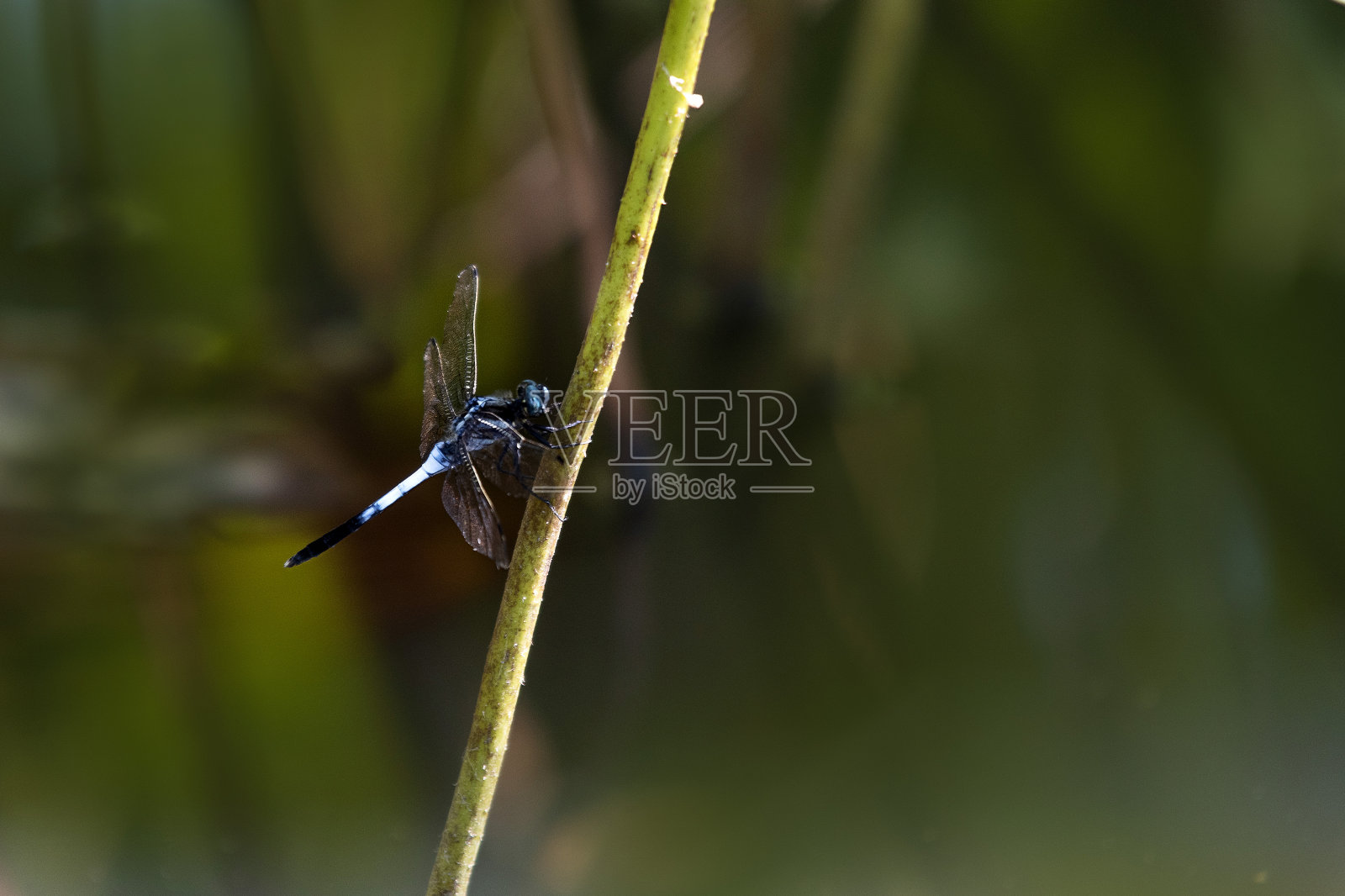 蜻蜓照片摄影图片