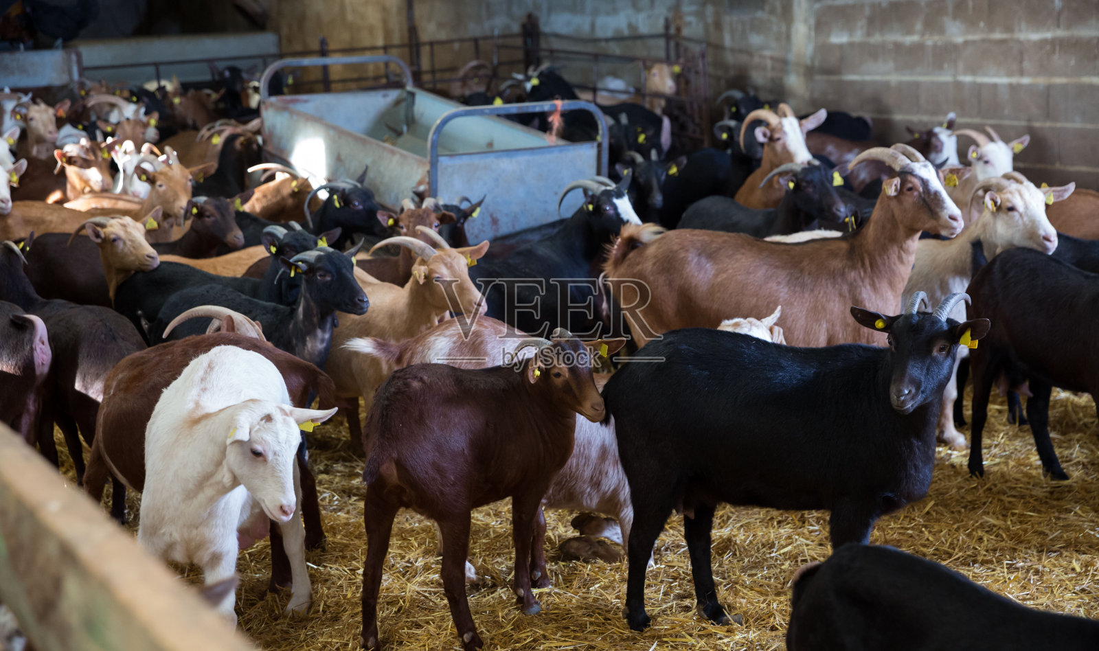 谷仓里的一群山羊照片摄影图片