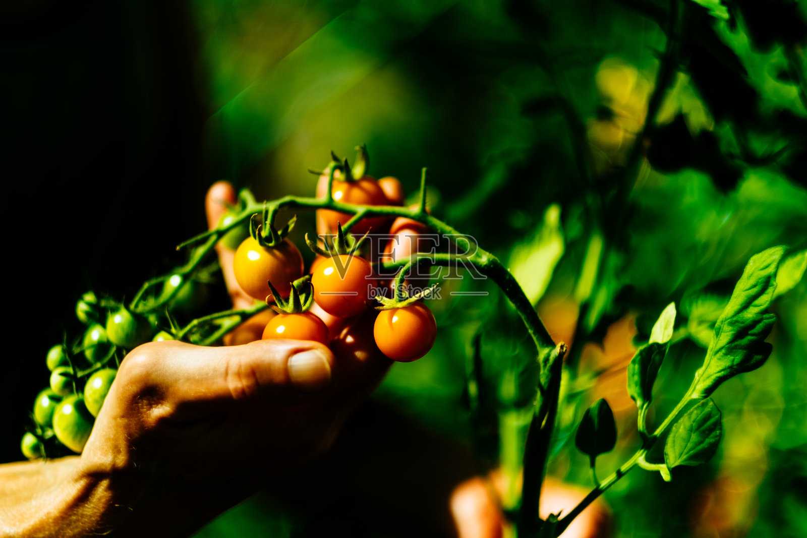 在藤蔓上检查西红柿照片摄影图片