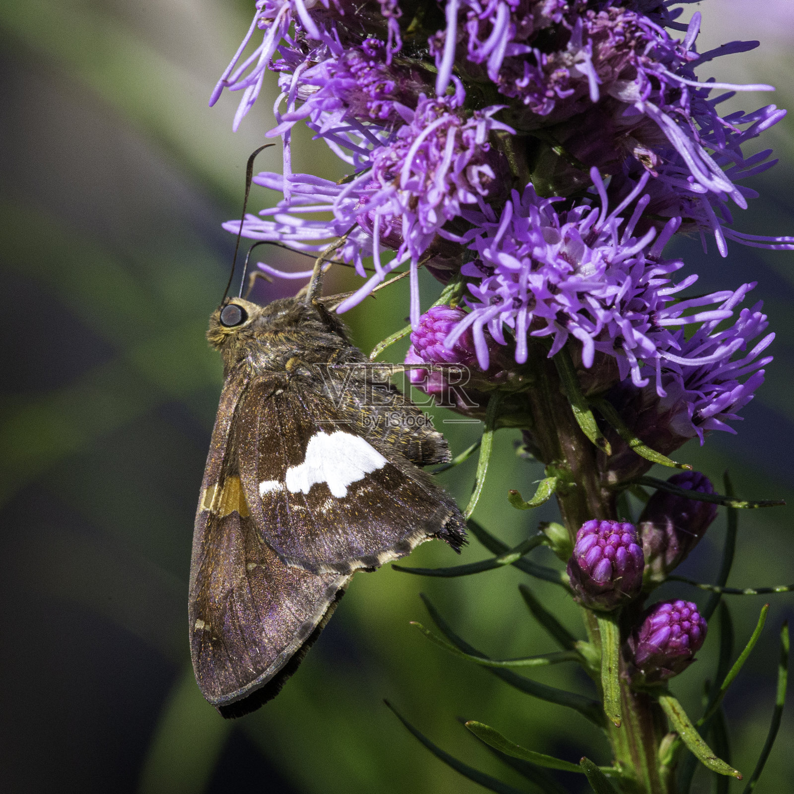 银斑蝶照片摄影图片