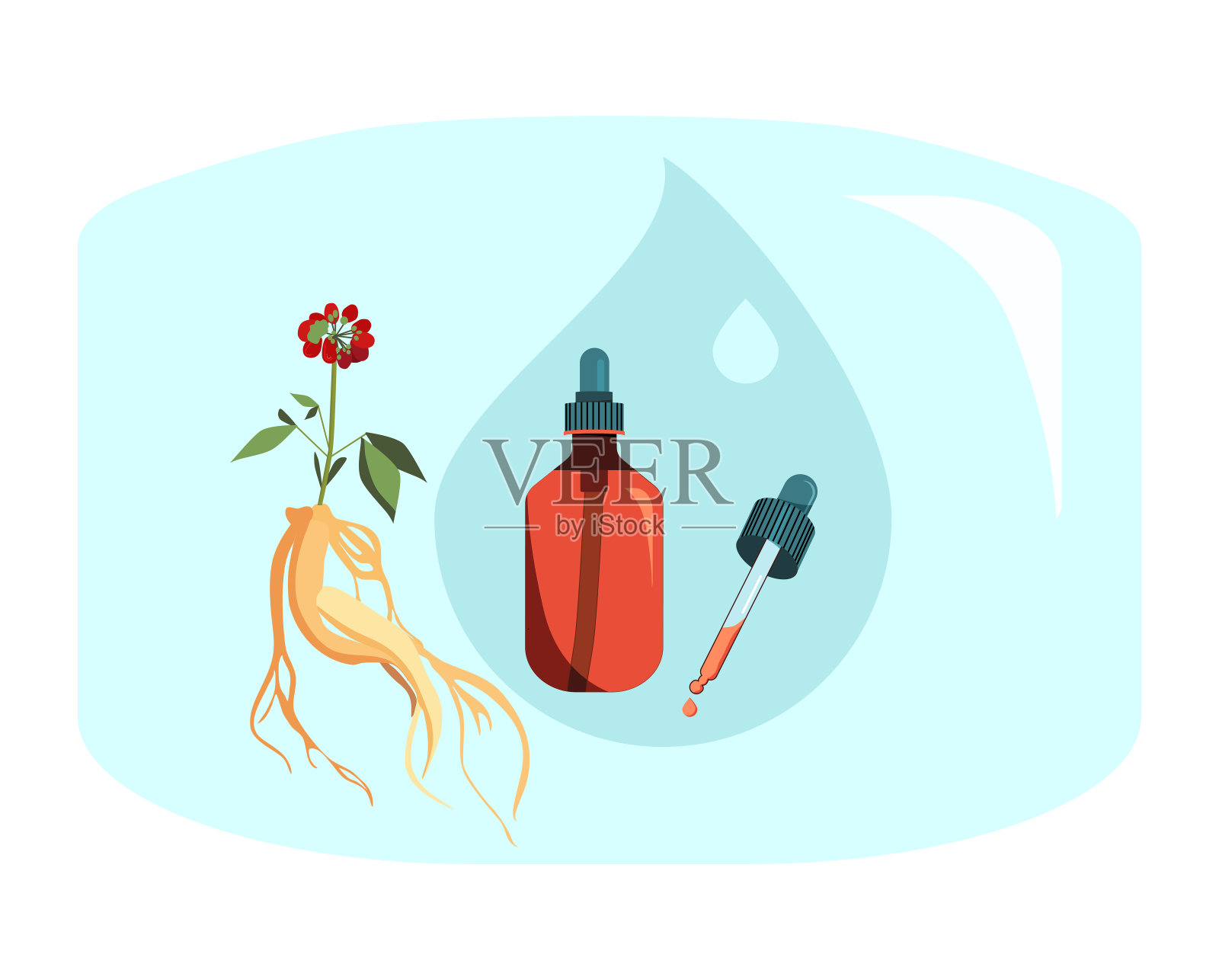 红参根、叶和浆果。毒品可以延长生命和青春。美容用植物提取物。精华或抗皱血清。强大的抗氧化剂。插画图片素材