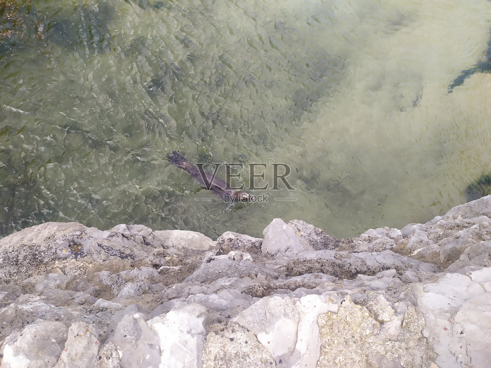 玛格达莱纳宫的海狮照片摄影图片