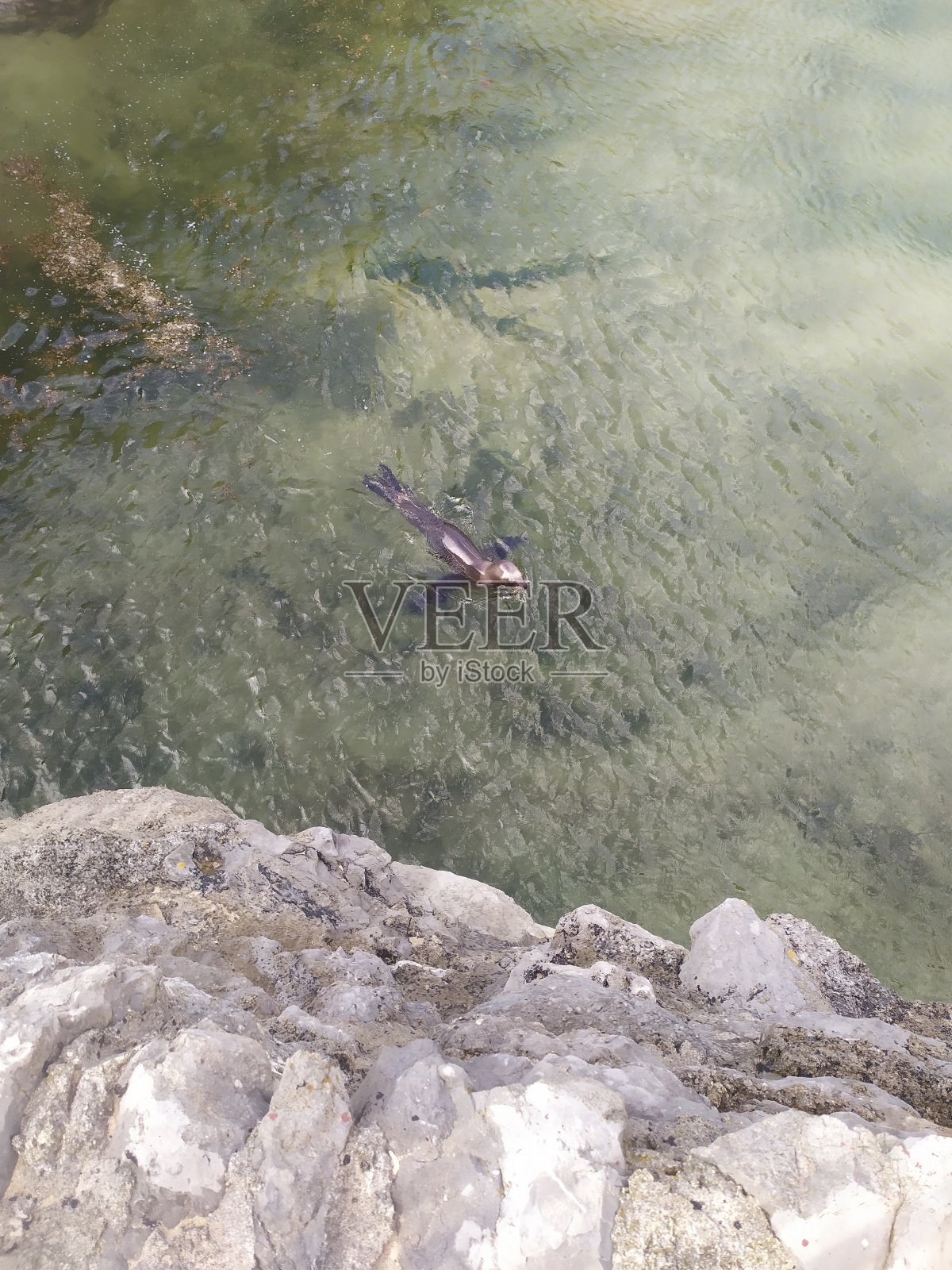 玛格达莱纳宫的海狮照片摄影图片