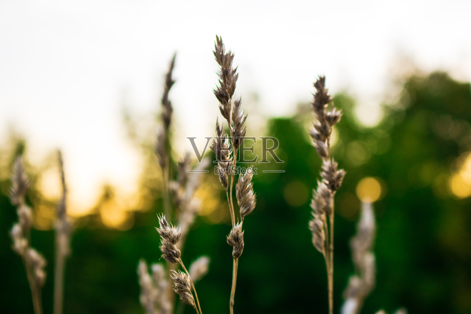 田间小穗的大抽穗照片摄影图片