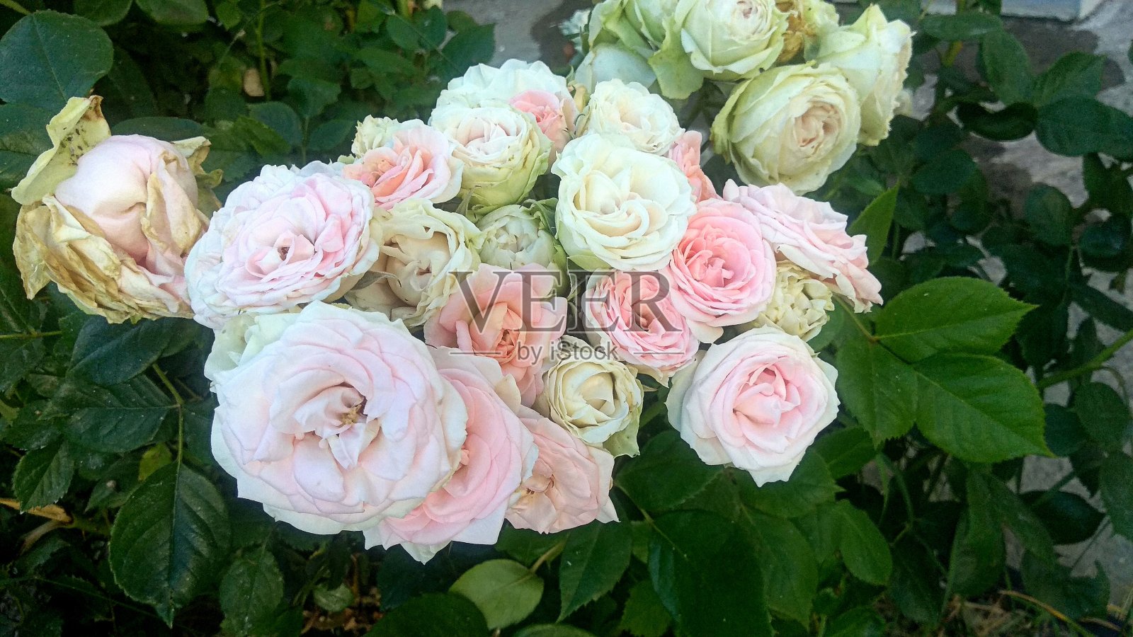 大而华丽的一簇变色龙，嫩红，粉白色和带绿色的白色玫瑰，有波浪状的花瓣边缘，在不同的开花阶段与有光泽的深绿色的叶子相衬。照片摄影图片