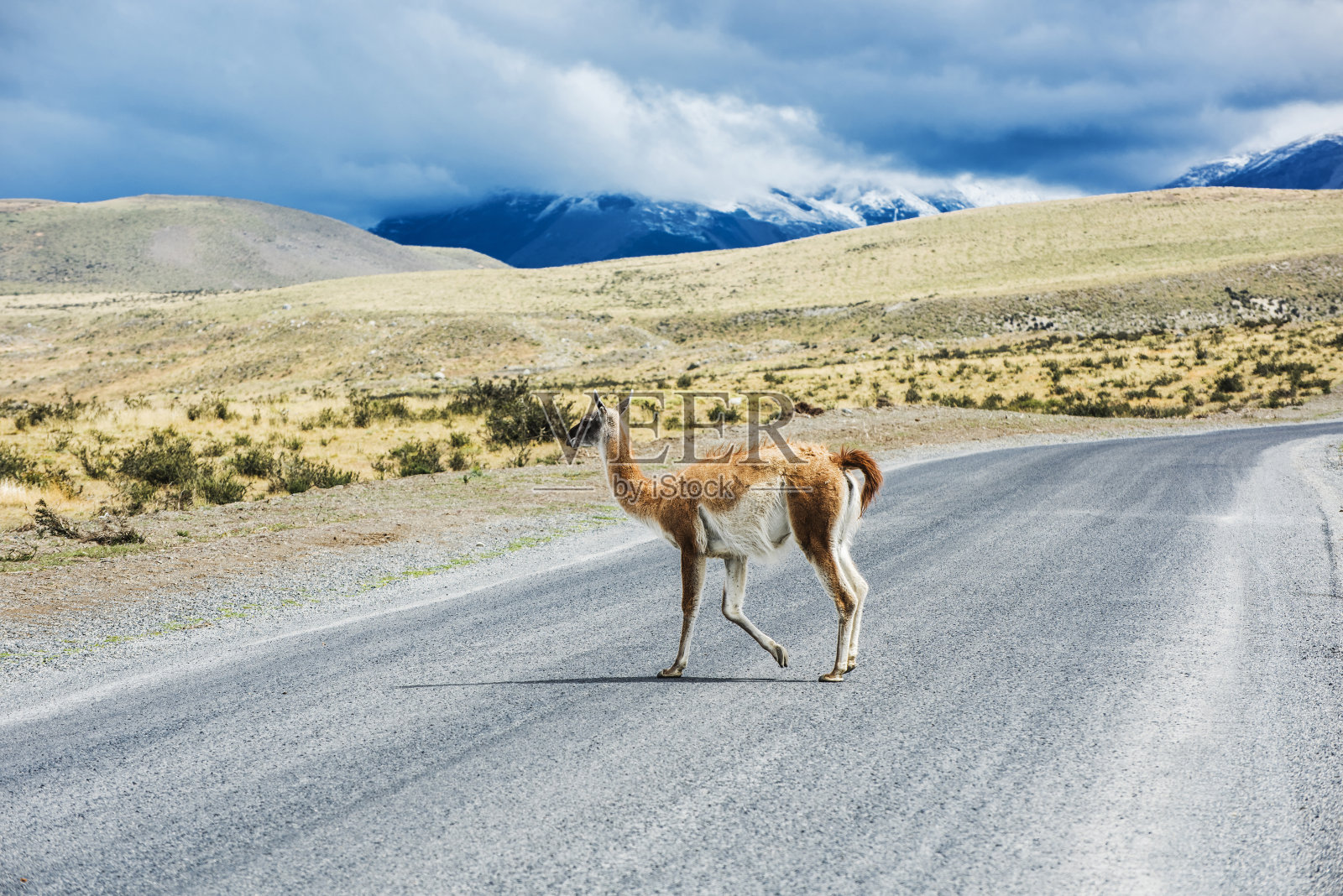 好奇的瓜纳科喇嘛在路上照片摄影图片