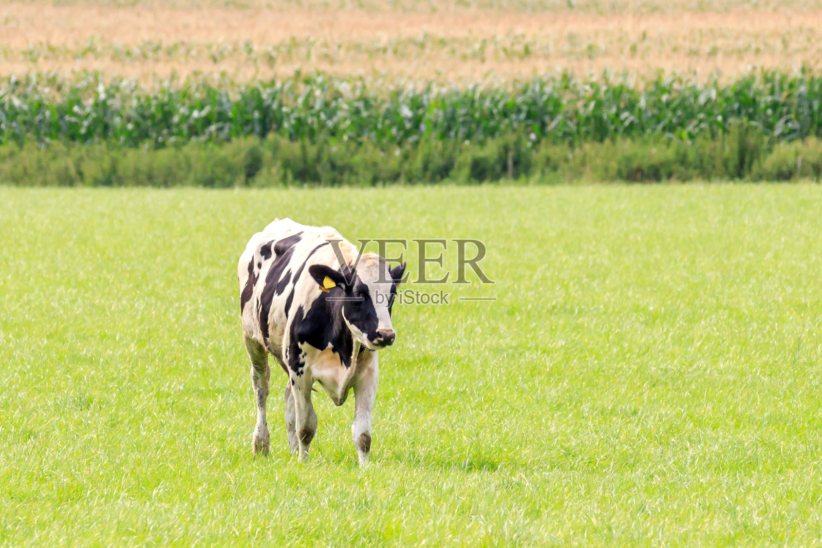 荷斯坦黑白花奶牛牛照片摄影图片